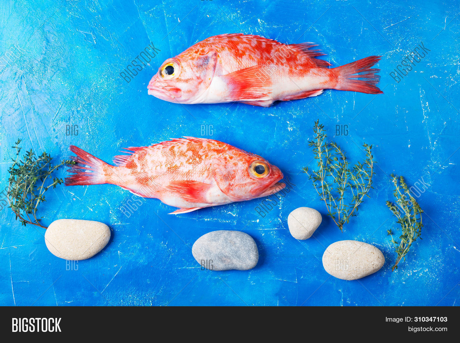 Sebastes Red Sea Bass Image & Photo (Free Trial) Bigstock