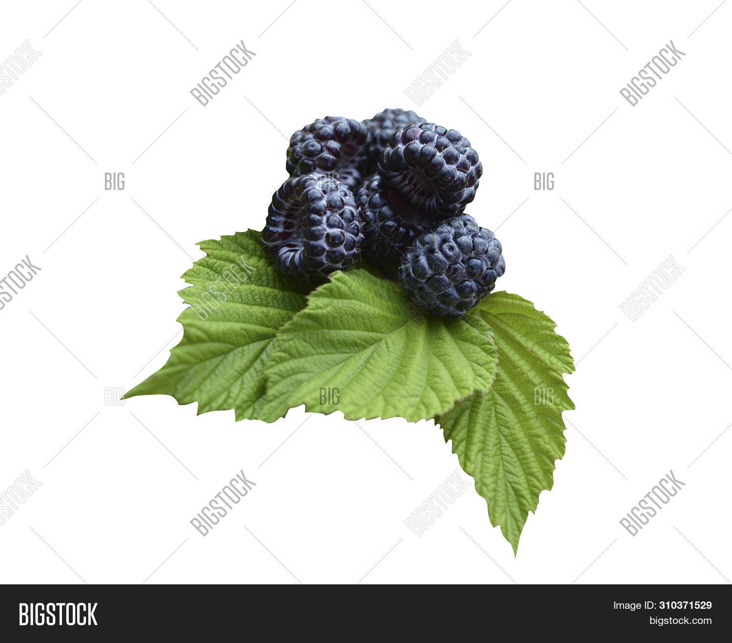 Ripe Sweet Black Image & Photo (Free Trial) | Bigstock