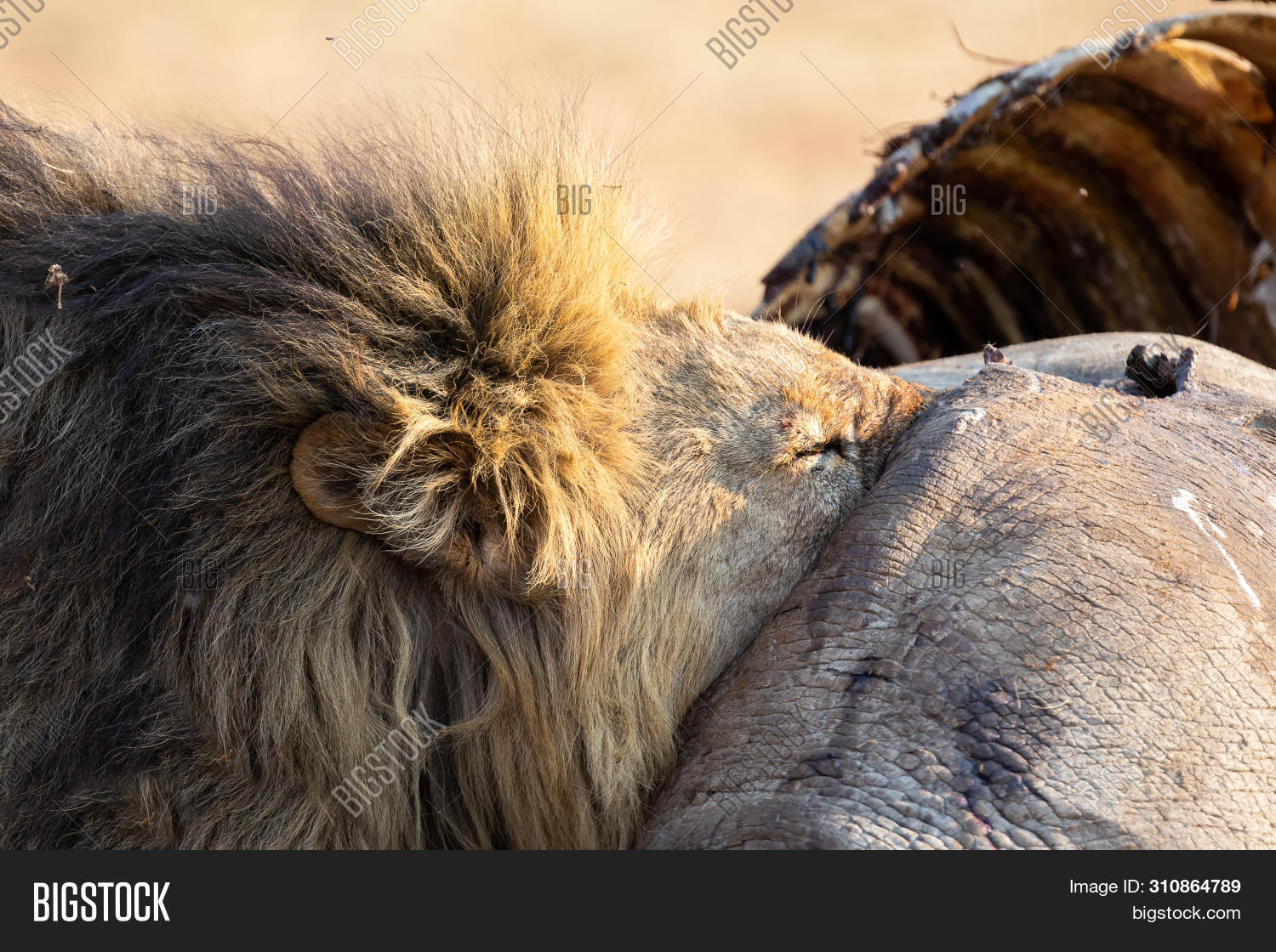 Когда лев голоден он ест джентльмены. Когда лев голоден. Мэттью макконахи джентльмены. Если лев голоден он ест джентльмены. Если лев голоден он ест джентльмены.