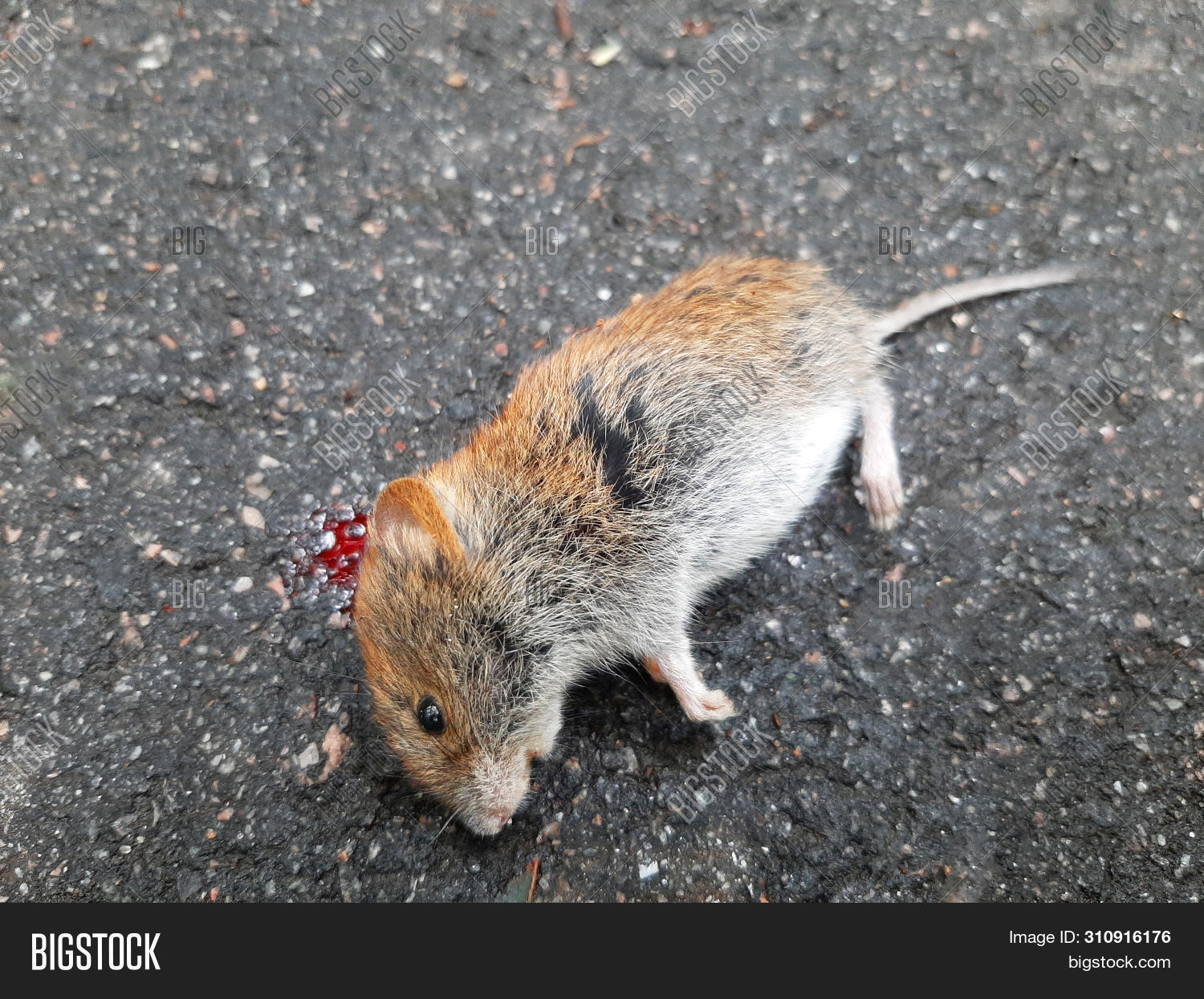 Bright Red Blood Flows Image & Photo (Free Trial) Bigstock