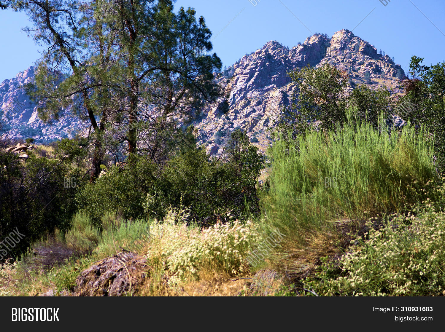 Chaparral Shrubs Pine Image & Photo (Free Trial) Bigstock