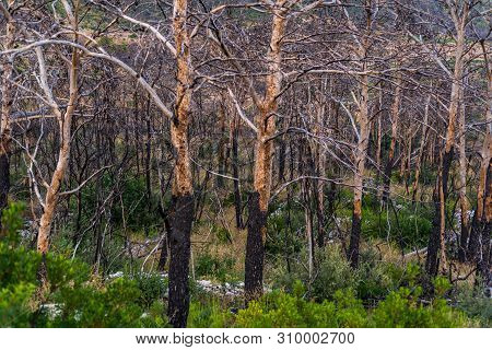 Burned Forest In Trstenik Village, Peljesac Peninsula, Dalmatia, Croatia