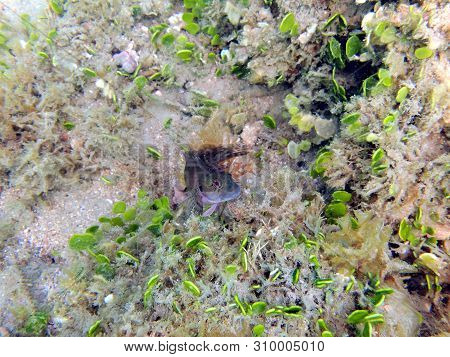 A Beautifully Colorful Blenny Fish Sitting On The Bottom Of The Ocean Curiously And Cautiously Watch
