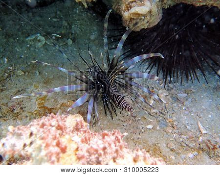 Pterois Volitans Or Red Lionfish Is A Venomous Reef Fish In The Family Scorpaenidae, Are Natively Fo