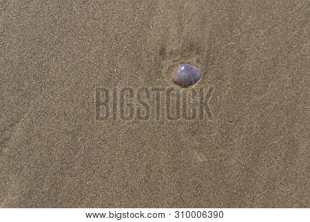 Pretty Pink Rayed Trough Sea Shell In The Sand.
Mactra Stultorum, Previously Sometimes Known As Mact