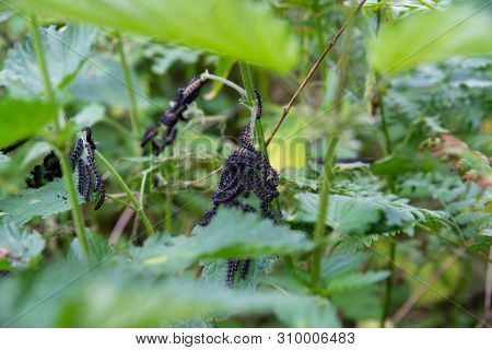 Close Up On Butterfly Larva Eating A Leaf