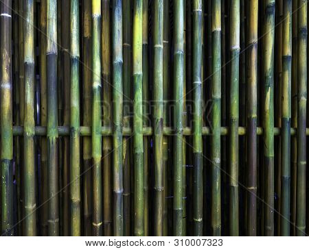 Green Chinese Bamboo Tree Nature Plant Texture