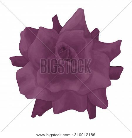 Purple Rose Flower, Rose Bud Isolated On White Background. Vector Illustration