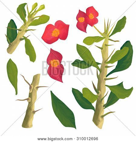 Hand Drawn Set Of Cactus Elements, Tree Cactus, Trunk, Spines, Leaves, Flowers.