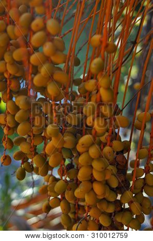 Dates On A Palm Tree. Branch With Dates