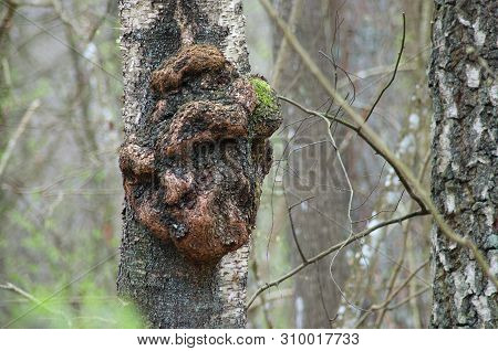 Excrescence On The Tree Trunk. Outgrowth On The Trunk Of A Tree