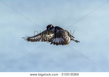 Pied Kingfisher In Flight In Kruger National Park, South Africa ; Specie Ceryle Rudis Family Of Alce