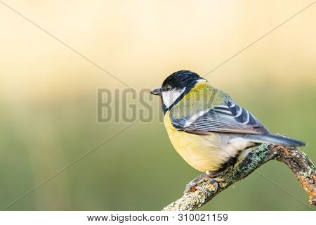 Parus Major Or Carbonero Comun With Copy Space For Text