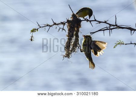 Spectacled Weaver Building Nest In Kruger National Park, South Africa ; Specie Ploceus Ocularis Fami