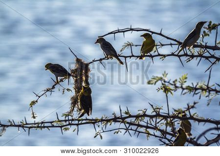 Small Group Of Spectacled Weaver Building Nest In Kruger National Park, South Africa ; Specie Ploceu