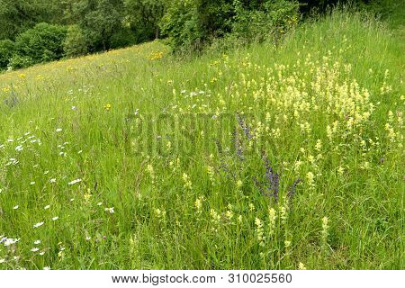 Flower Meadow Along The Long-distance Hiking Trail Neckarsteig In Germany