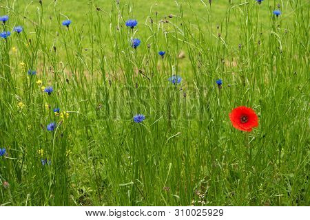 Flower Meadow Along The Long-distance Hiking Trail Neckarsteig In Germany