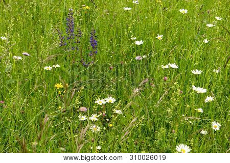 Flower Meadow Along The Long-distance Hiking Trail Neckarsteig In Germany