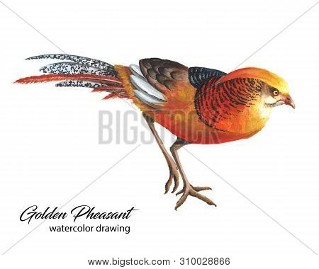 Bright Red And Orange Chinese Pheasant Watercolor Sketch