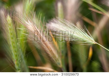 Barley Grass Or Wall Barley (hordeum Murinum) With Dewdrops. Close-up.