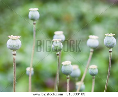 Green Poppy (papaver) Seed Pods (capsule, Boll, Head) In The Field. Close-up.