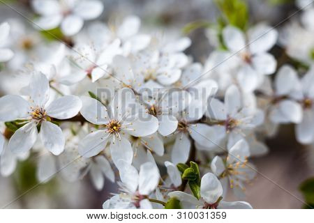 Cherry Tree Flowers In The Spring Garden. Spring Blossom. Close-up.