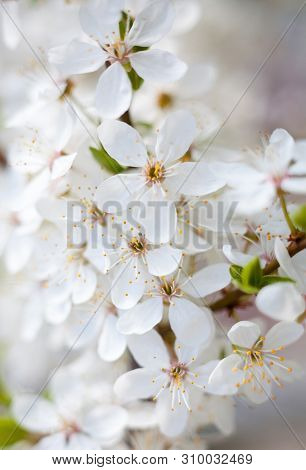 Cherry Tree Flowers In The Spring Garden. Spring Blossom. Close-up.