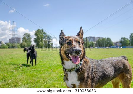 Young Energetic Half-breed Dog Walks In The Meadow. How To Protect Your Pet From Hyperthermia. Summe