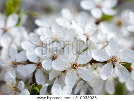 Cherry Tree Flowers In The Spring Garden. Spring Blossom. Close-up.
