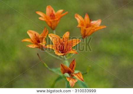 Macro Shot Of Orange Lilies In Soft Focus