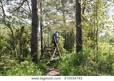 Man Walking On A Stile Into A Bright And Green Swedish Nature Reserve By Petgärde At The Island Olan