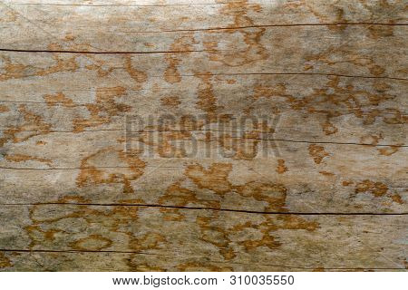 Texture Of A Natural Tree With An Unusual Structure