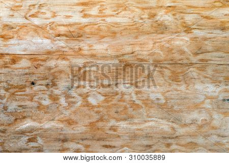 Texture Of A Natural Tree With An Unusual Structure