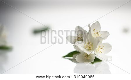 Jasmine Flower On The White Background, Select Focus
