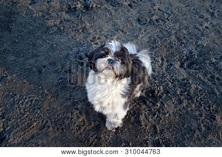 Young Energetic Shih Tzu Walks. How To Protect Your Pet From Hyperthermia. Summer Activity.