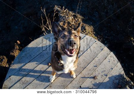 Young Energetic Half-breed Dog Walks. How To Protect Your Pet From Hyperthermia. Summer Activity.