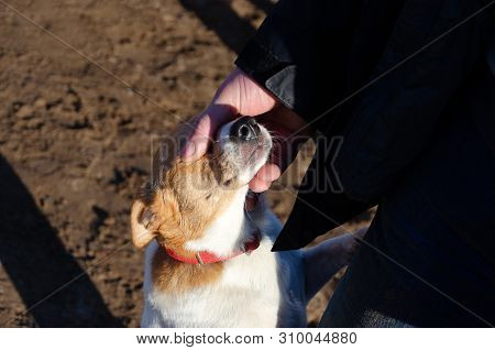 Young Energetic Half-breed Dog Walks. How To Protect Your Pet From Hyperthermia. Summer Activity.