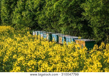 Rapefield Abstract Eco Background. Beekiping Amazing Wallpaper.