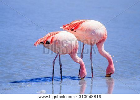 Laguna Hedionda Flamingos, Bolivia.  Andean Wildlife. Bolivian Lagoon