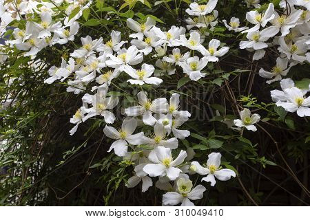 Flowering Bushes Images, Illustrations & Vectors (Free) - Bigstock