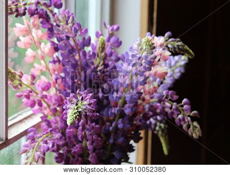 Lupins In A Blue Vase Against The Window In The Evening