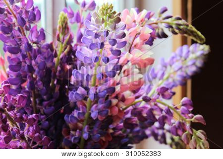 Bouquet Of Lilac And Pink Lupins Close-up