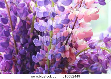 Bouquet Of Lilac And Pink Lupins Close-up