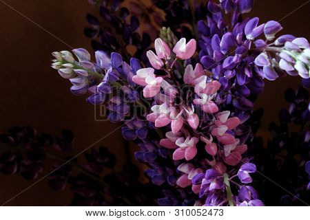 Bouquet Of Lilac And Pink Lupins Close-up
