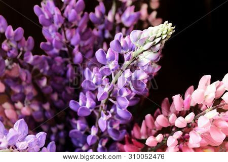Bouquet of lilac and pink lupins close-up