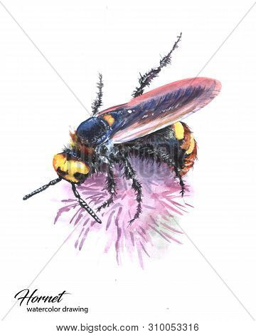Hornet Collecting Nectar From A Flower Watercolor Drawing