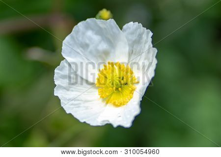 Macro Shot Of A White Flower On A Natural Background In A Soft Focus