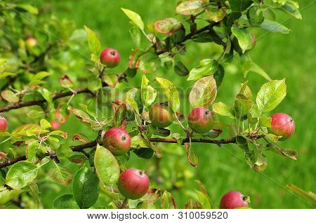 Potts Seedling Apples, An Old English Cultivar Of Malus Domestica, Growing At Tree