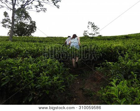 People, Back View, Climb Uphill On Tea Plantation, Nuwara Eliya, Sri Lanka.