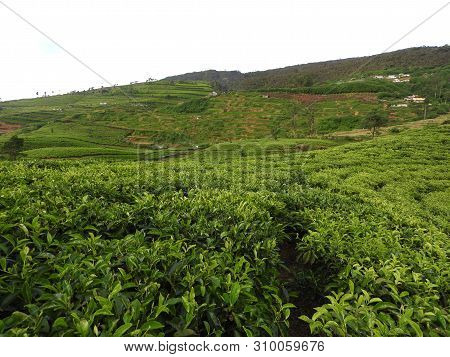 Tea Plantation In Up Country Near Nuwara Eliya, Sri Lanka